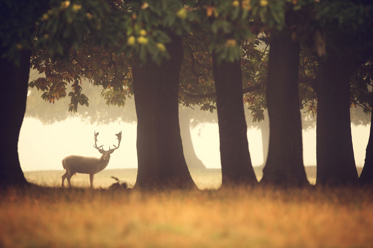 deer antler spray